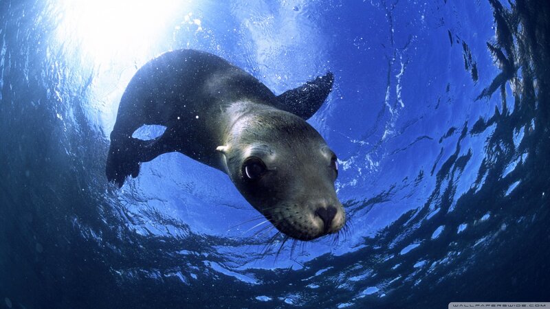 Sea Lion Swimming Underwater — Blue, Serene