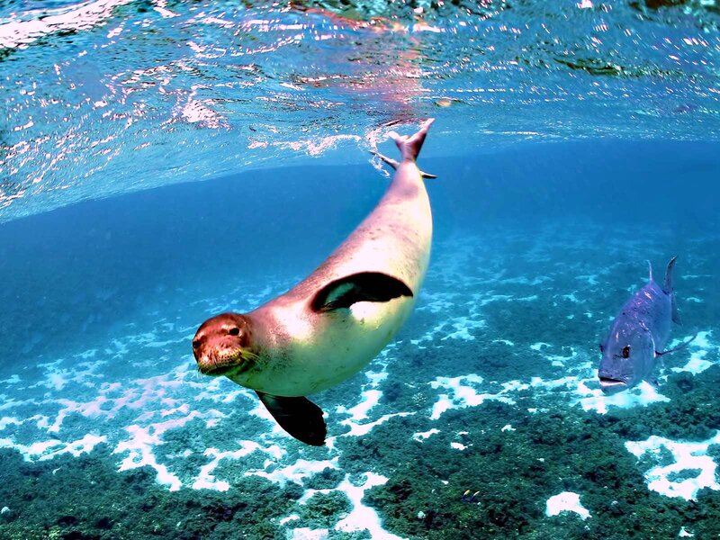 Sea Lion Swimming Underwater — Blue