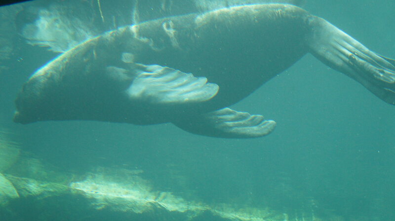 Sea Lion Swimming Underwater — Teal