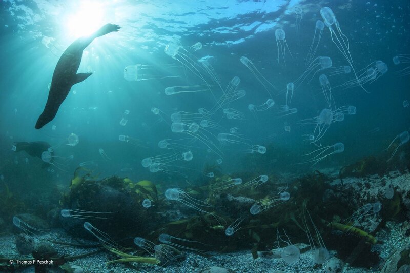 Sea Lion Swimming with Jellyfish