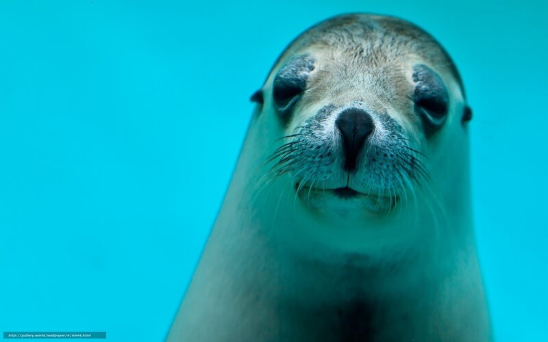 Sea Lion Underwater — Blue, Calm