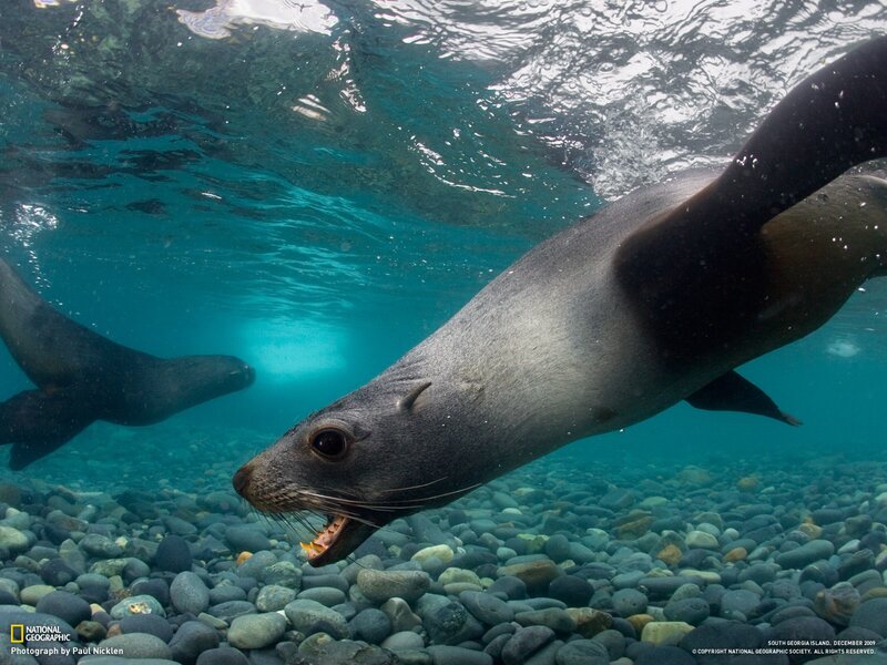 Sea Lion Underwater — Blue, Natural