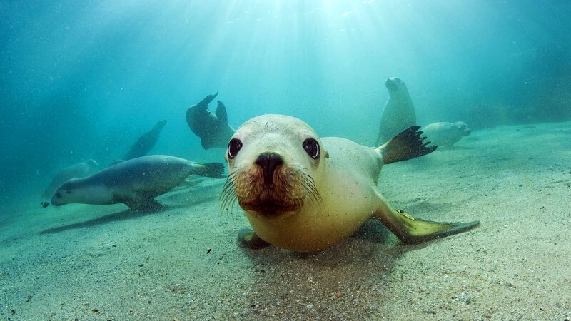 Sea Lion Underwater — Blue