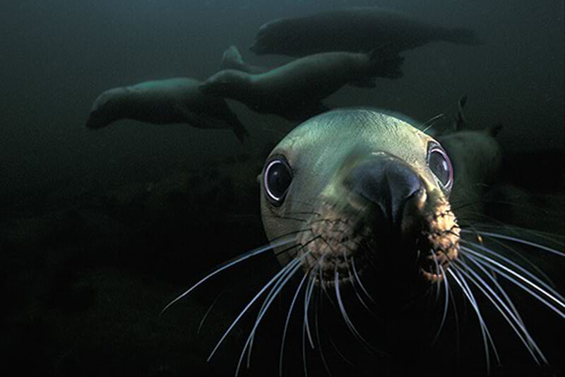 Sea lion underwater close-up