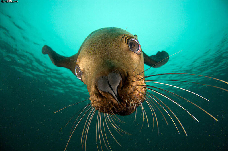 Sea lion underwater close-up