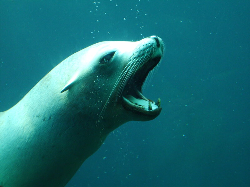 sea lion underwater close-up