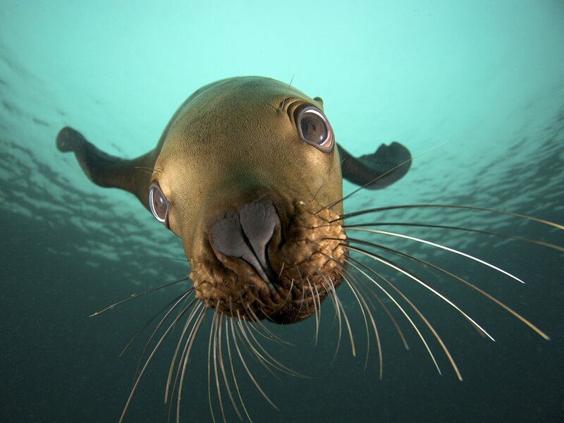 sea lion underwater close-up