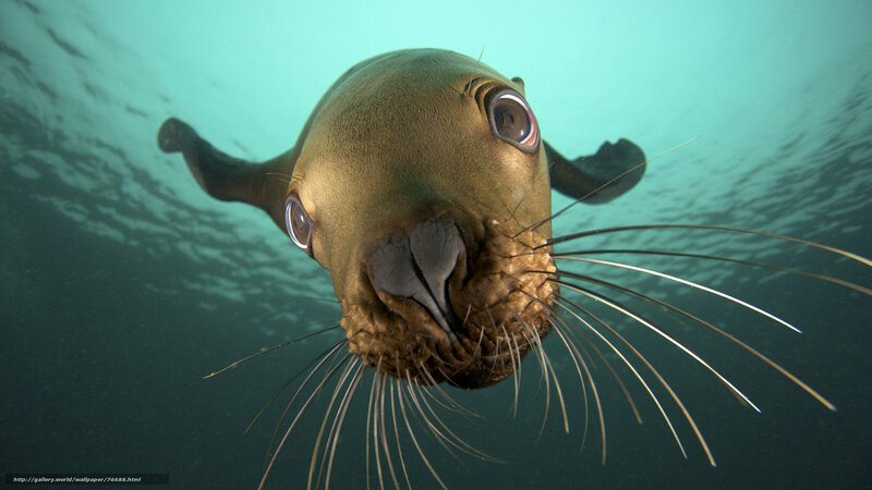Sea lion underwater close-up
