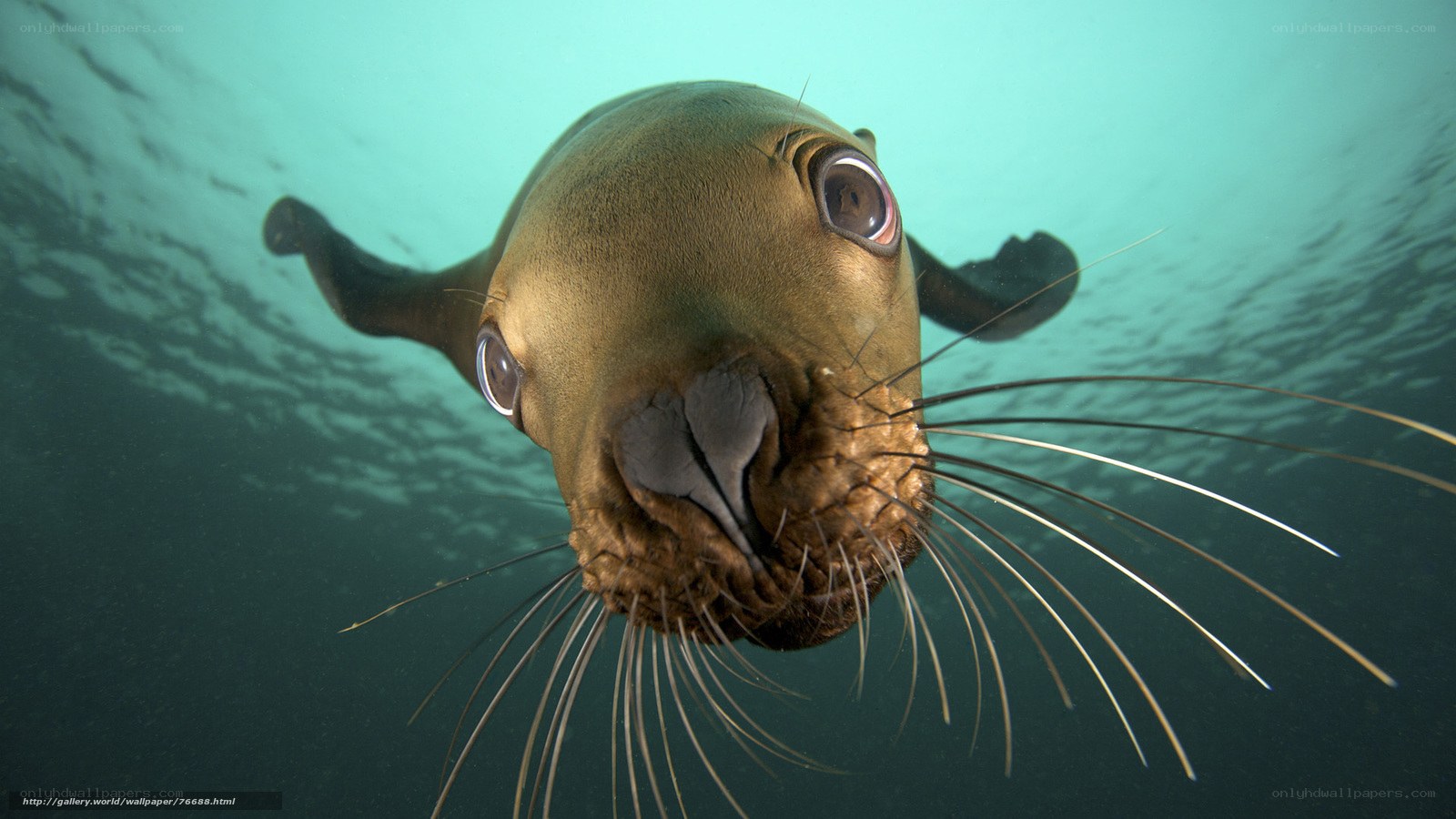 Sea lion underwater close-up