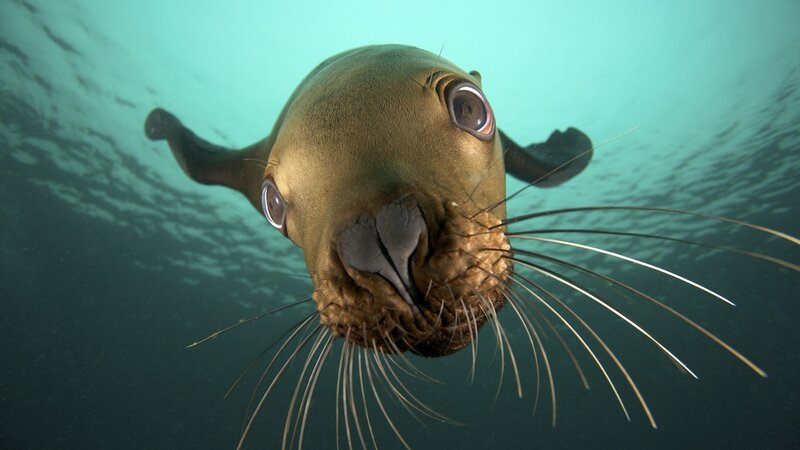 Sea Lion Underwater — Green, Curious, Photograph