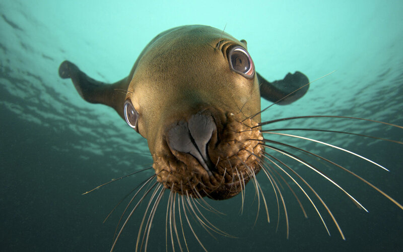 Sea Lion Underwater — Green