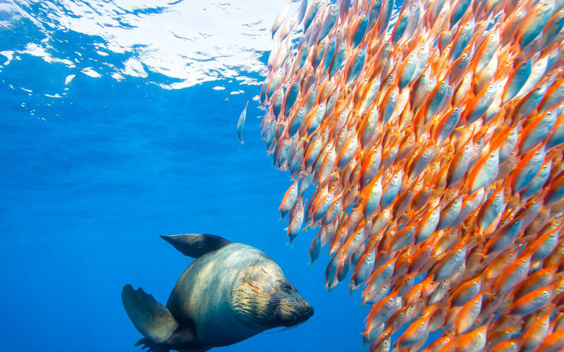 Sea Lion with Fish School