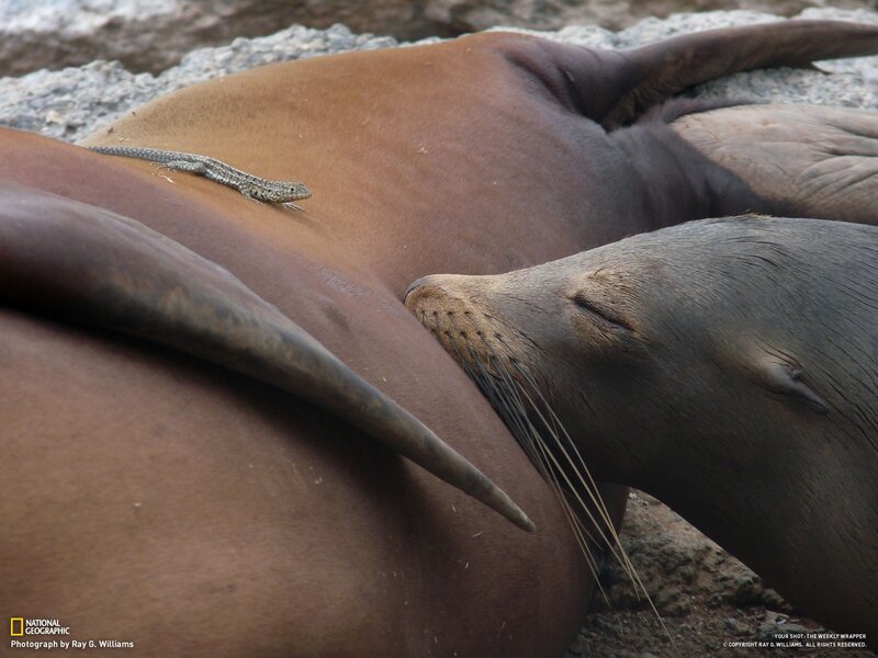 Sea lion with lizard on back
