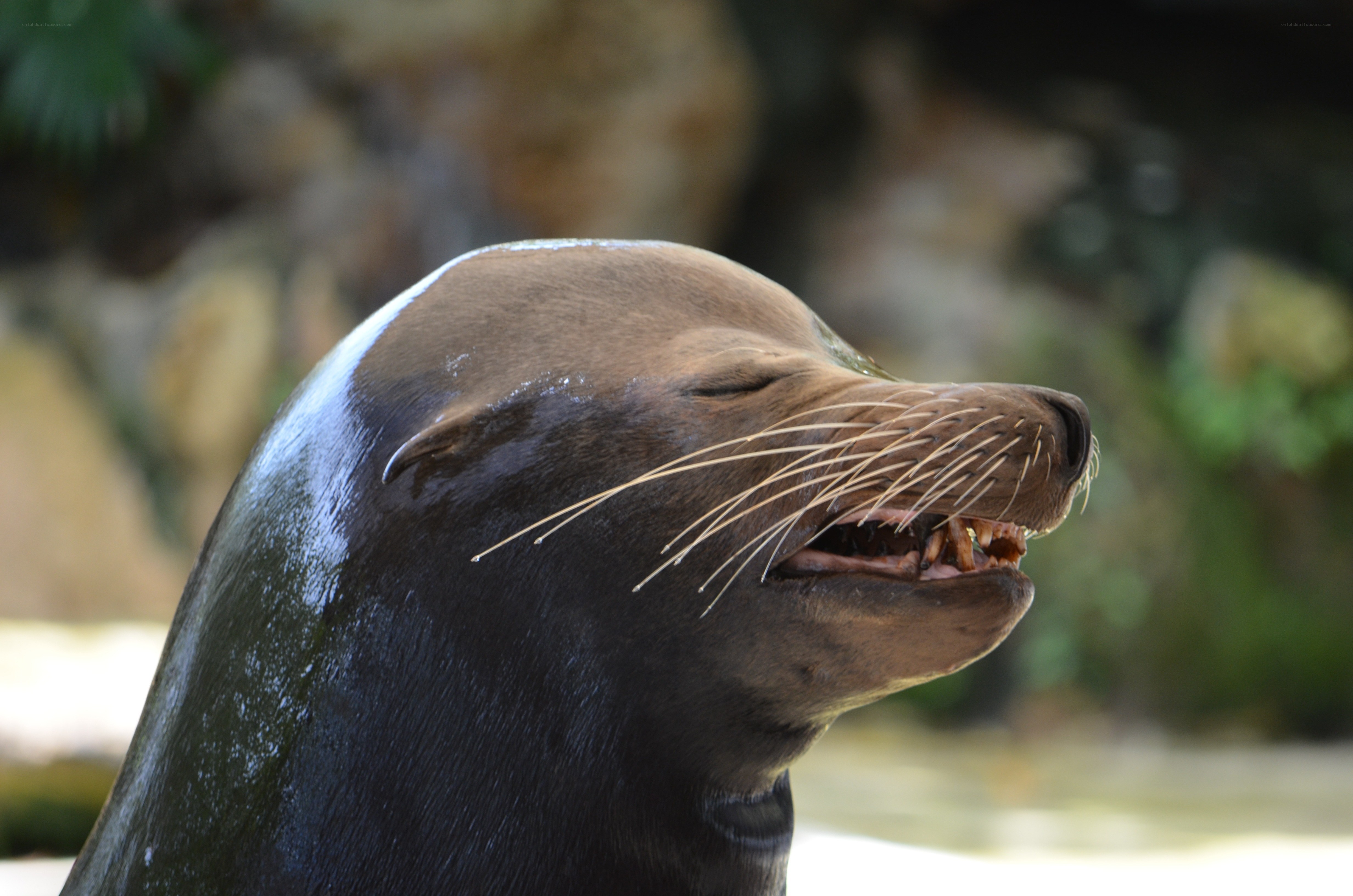 sea lion with open mouth