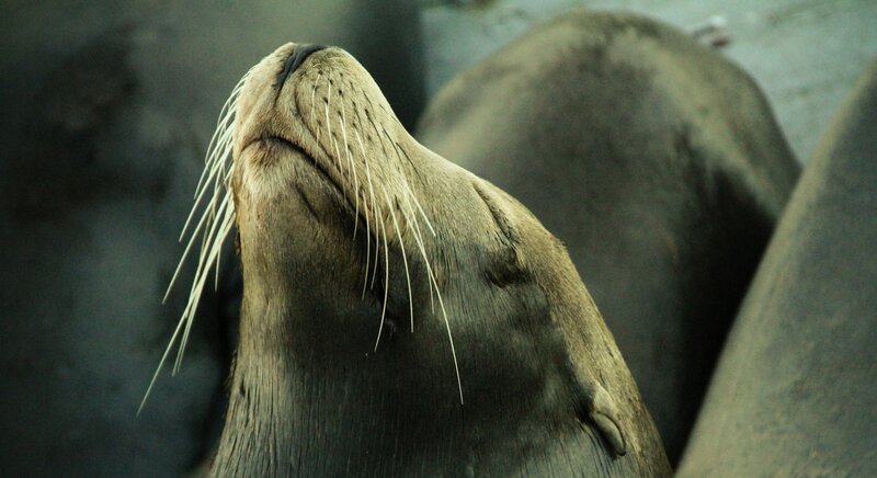 sea lion with whiskers