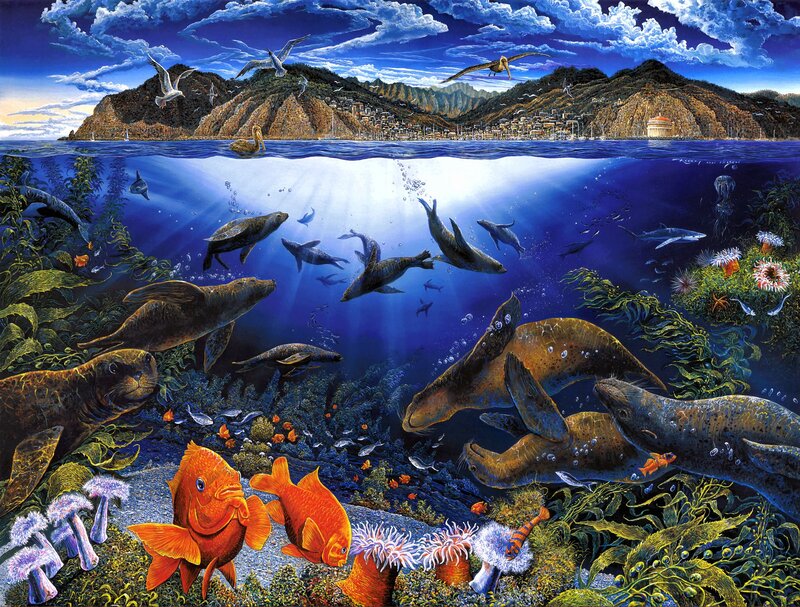 Sea Lions in Coral Reef