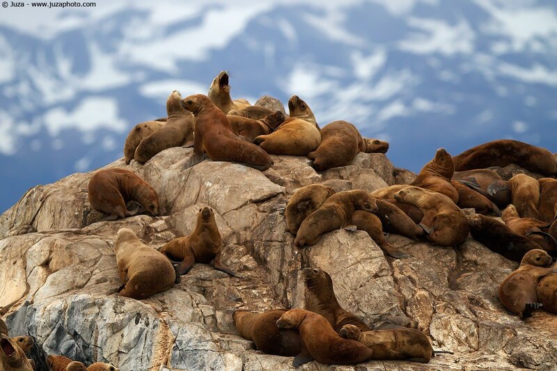 Sea lions on a rocky outcrop