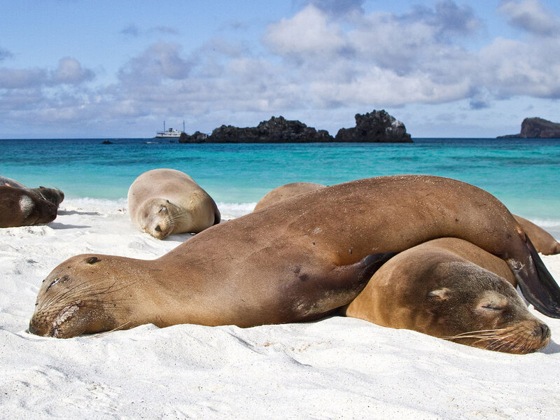 Sea Lions on Beach