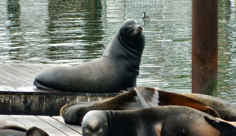 Sea Lions on Dock — Gray