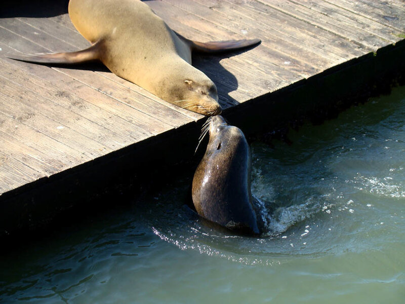 Sea Lions on Dock