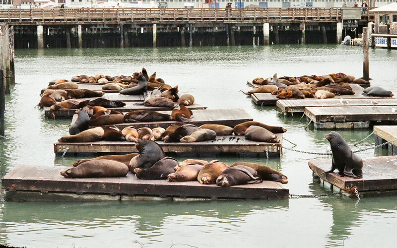 Sea Lions on Docks