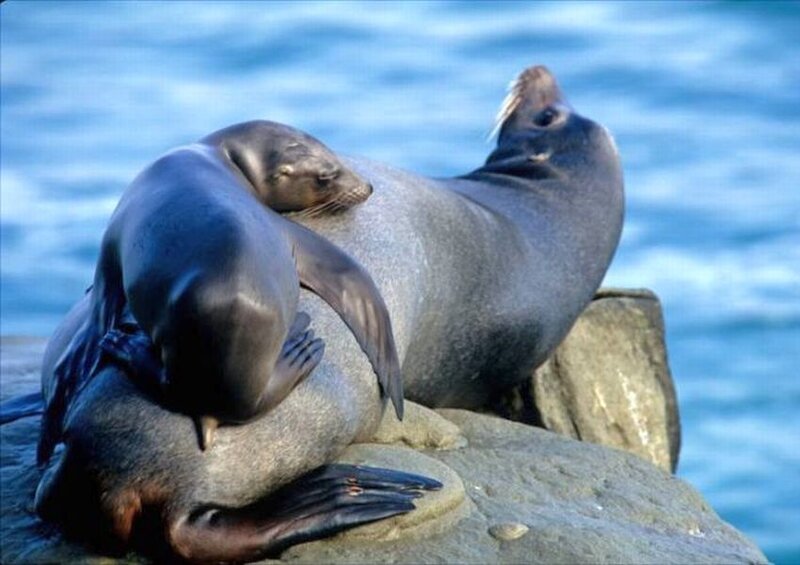 Sea Lions on Rock