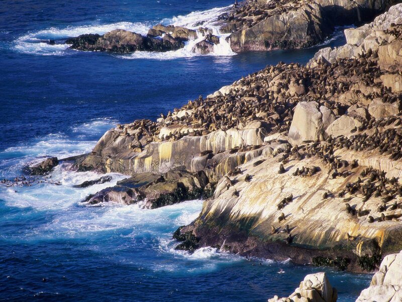 Sea Lions on Rocks — Blue, Dramatic, Afternoon