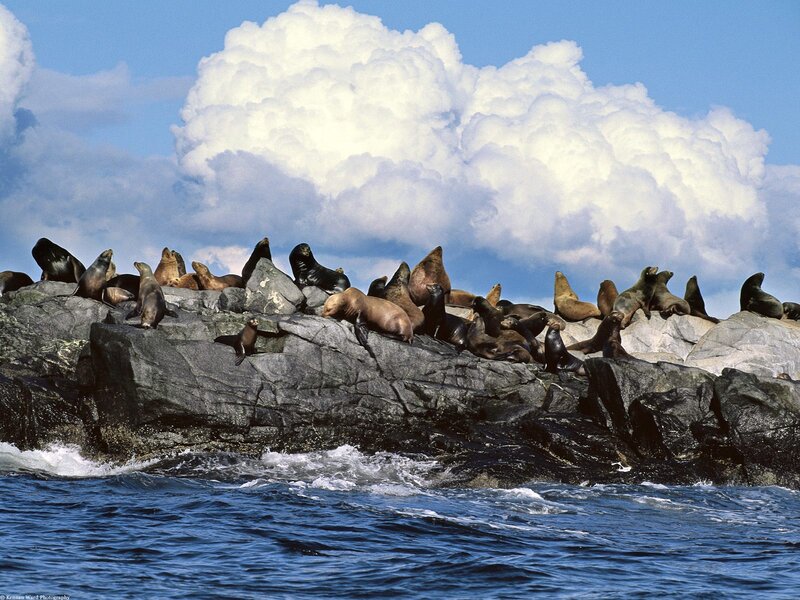 Sea Lions on Rocks — Blue, Dramatic