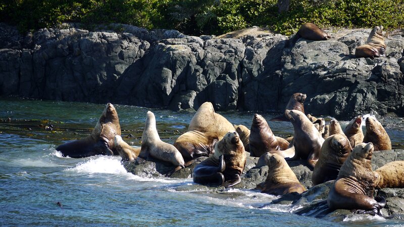 Sea Lions on Rocks — Blue, Natural