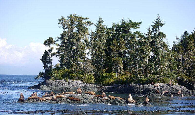 Sea Lions on Rocks — Blue, Serene