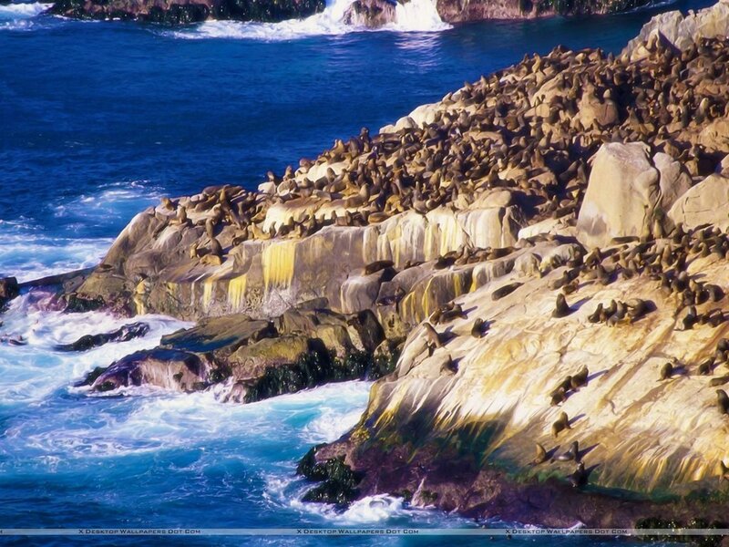 Sea Lions on Rocks — Blue