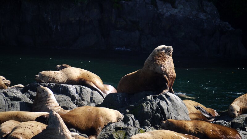 Sea Lions on Rocks — Brown, Dramatic
