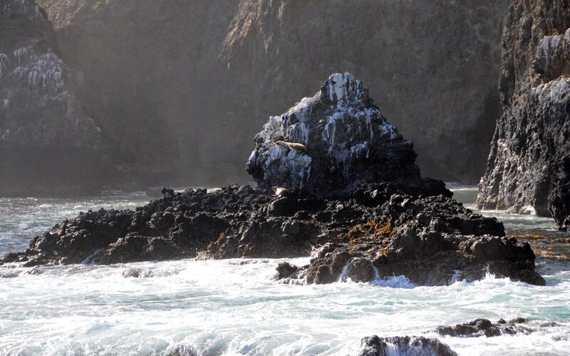 Sea Lions on Rocks — Gray