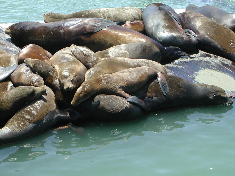 Sea Lions on Rocks
