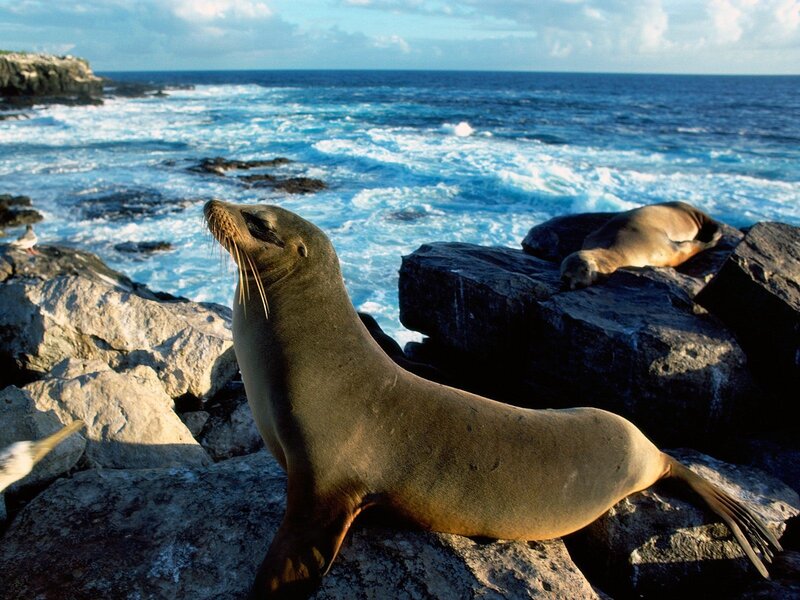 Sea lions on rocky shore