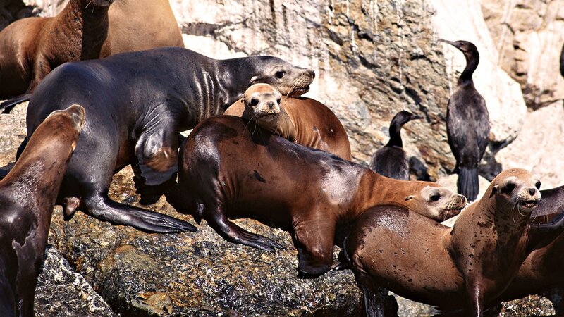 Sea lions on rocky shore