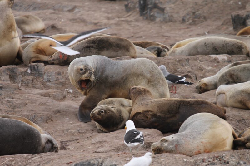 Sea lions on rocky shore