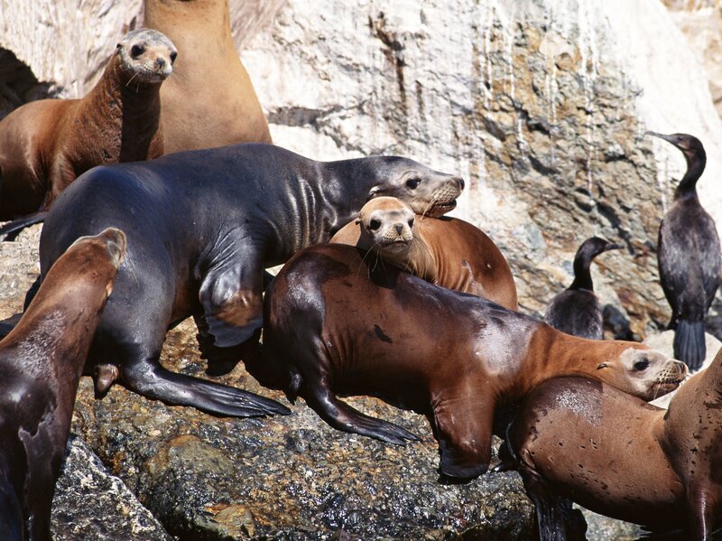 Sea lions on rocky shore