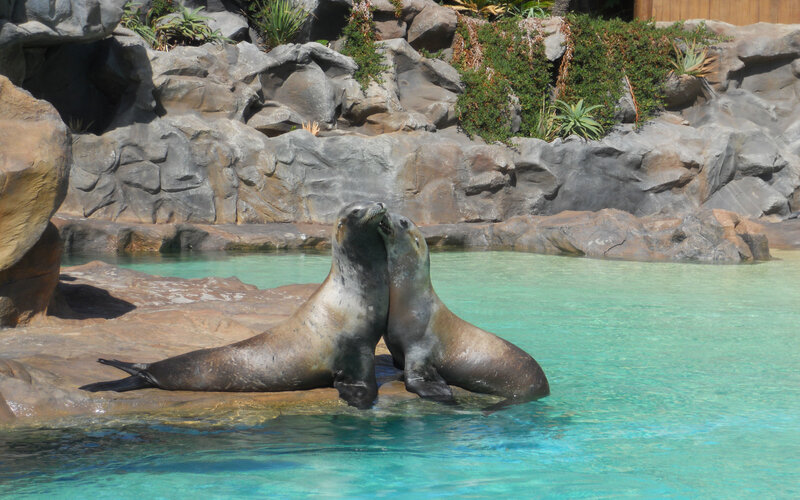 Sea lions playing in water
