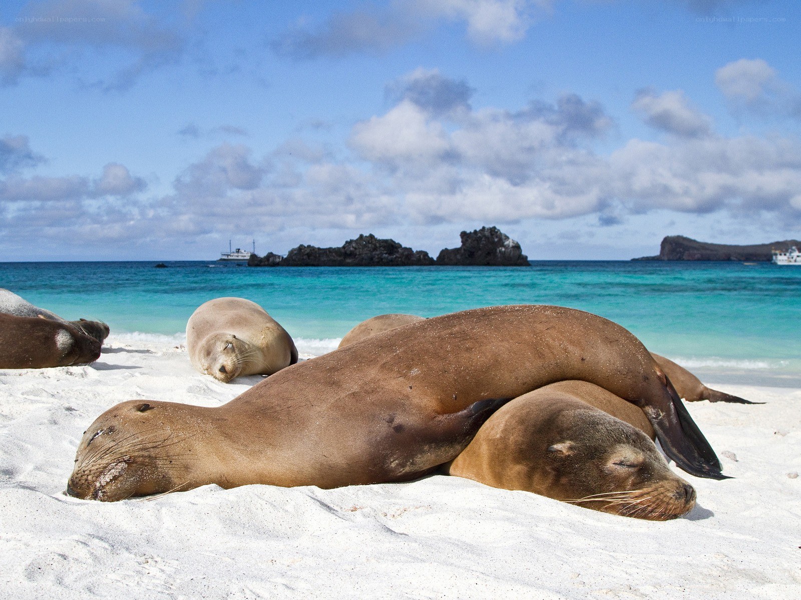 Sea lions resting on a beach