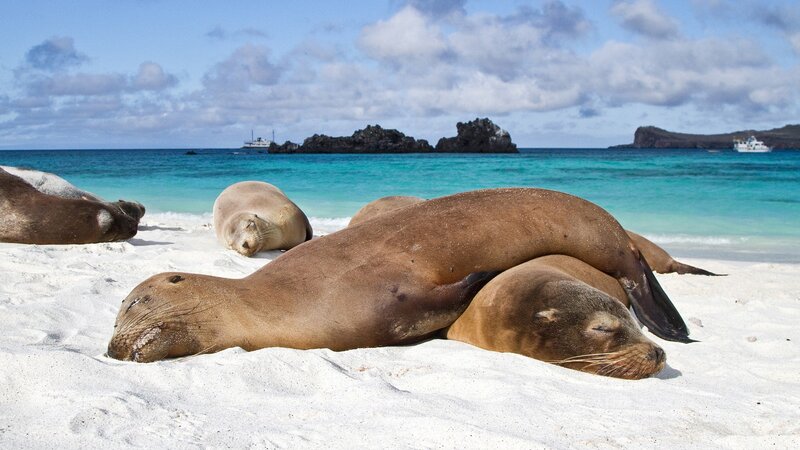 Sea lions resting on a tropical beach
