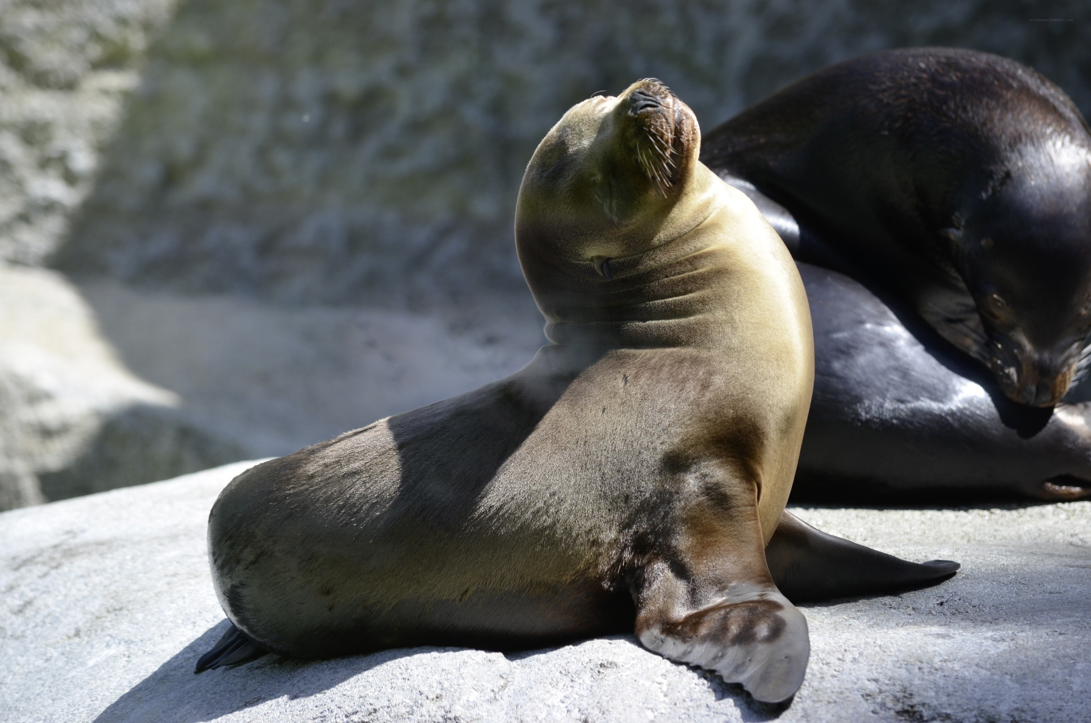 Sea lions resting on rocks