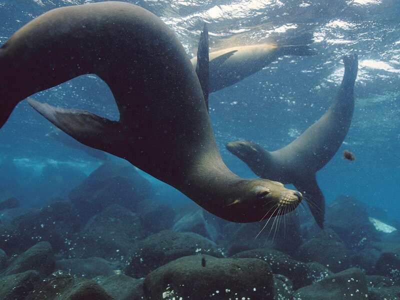 Sea lions swimming underwater