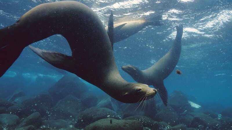 Sea lions swimming underwater
