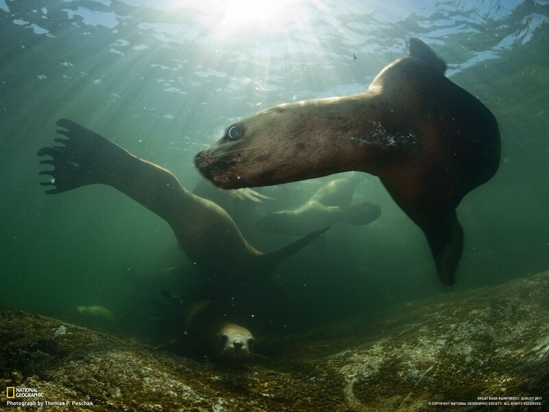Sea lions swimming underwater