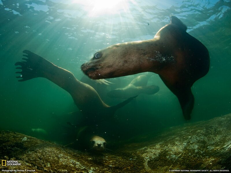 Sea lions swimming underwater