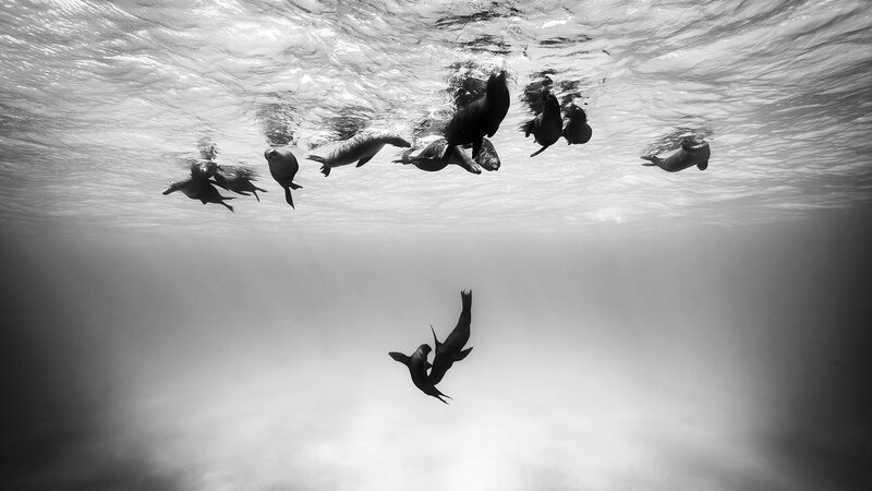 Sea Lions Swimming Underwater — Black