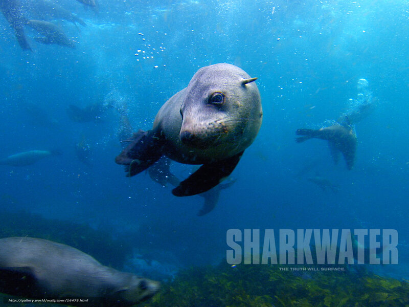 Sea lions swimming underwater
