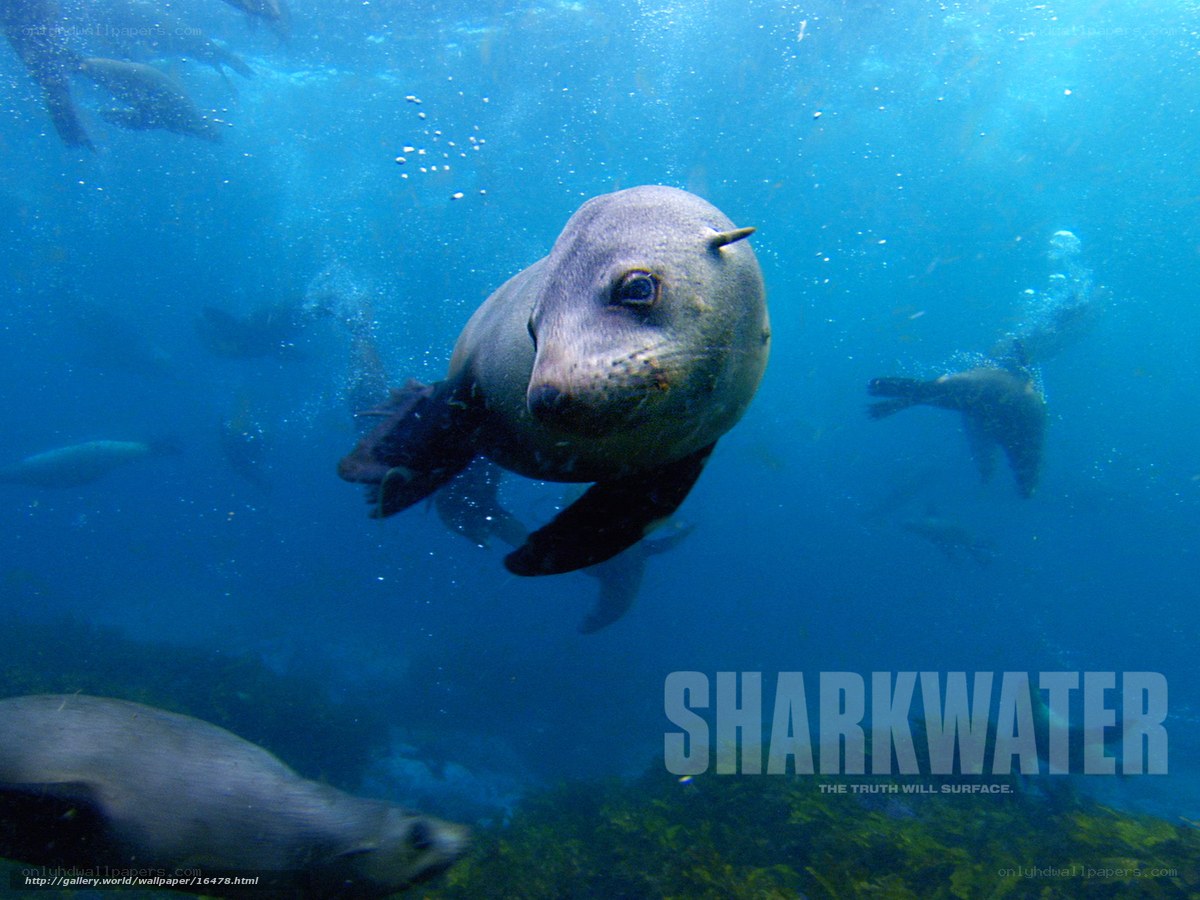 Sea lions swimming underwater