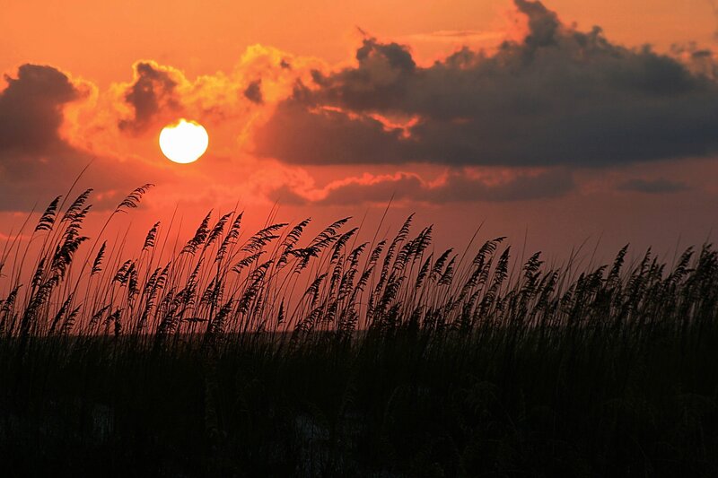 Sea Oats at Sunset